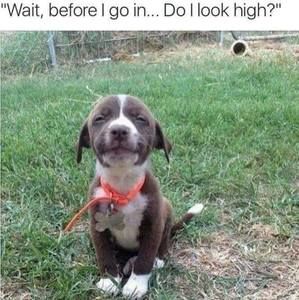 Meet your Posher, Dale